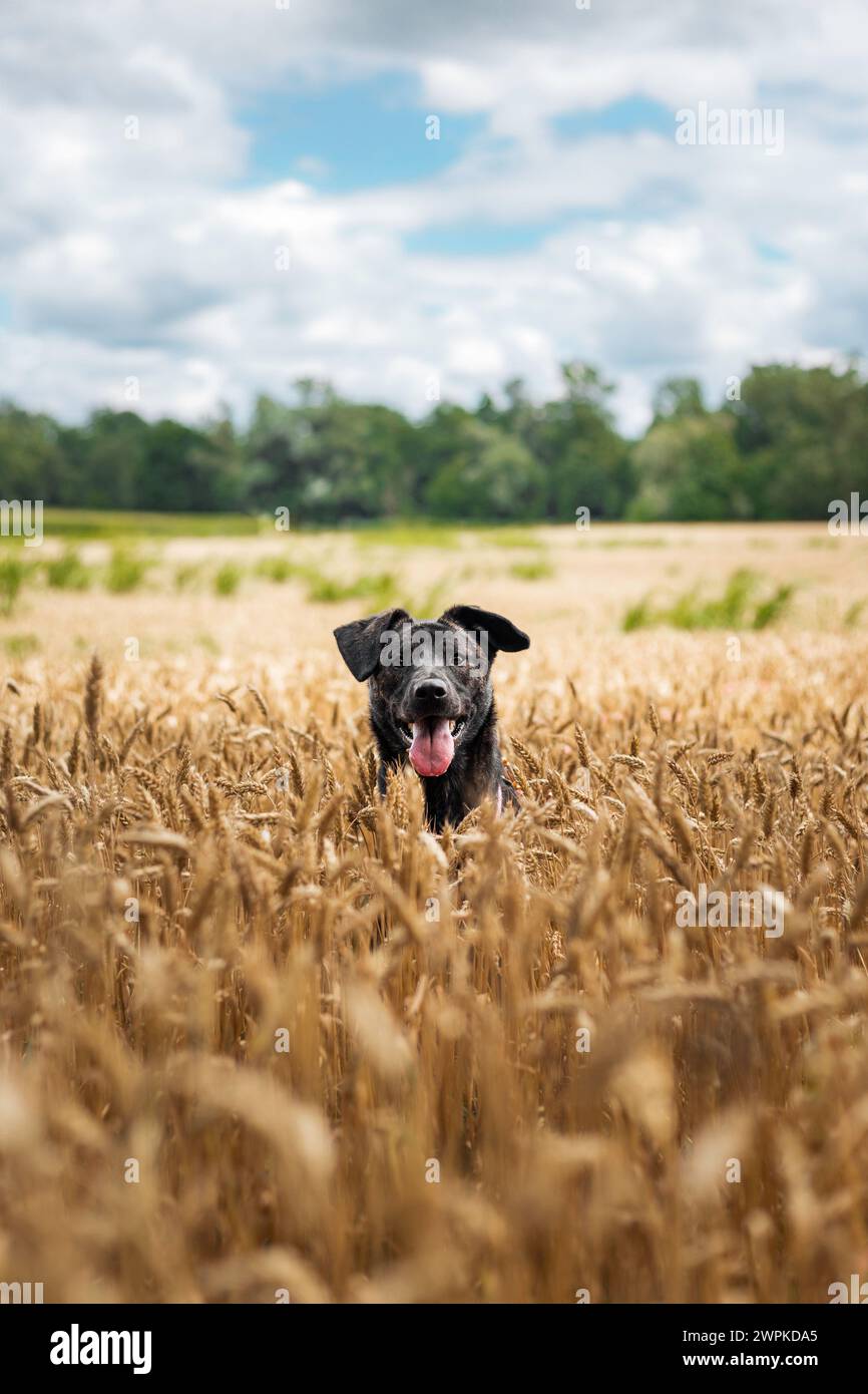 Un perro joven doméstico en un campo en verano. Detrás de él hay un bosque y un cielo azul con nubes Foto de stock