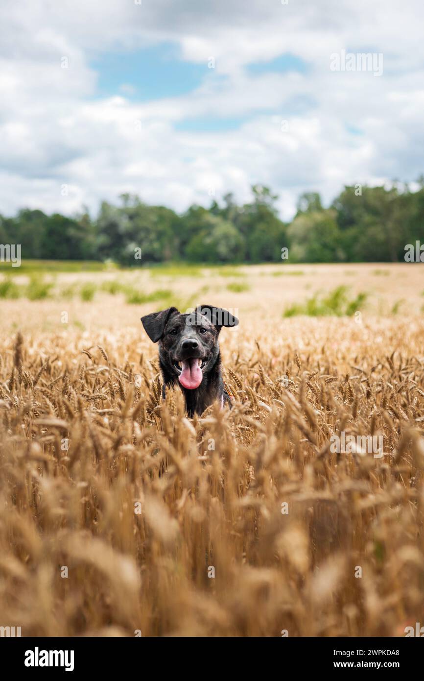 Un perro joven doméstico en un campo en verano. Detrás de él hay un bosque y un cielo azul con nubes Foto de stock