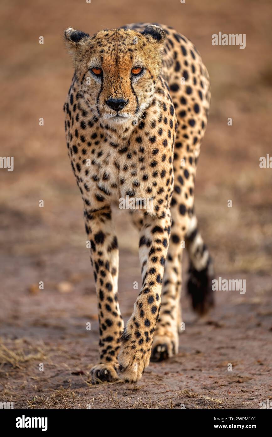 Un guepardo macho (Acinonyx jubatus) en el Maasai Mara, Kenia, África Oriental, África Foto de stock
