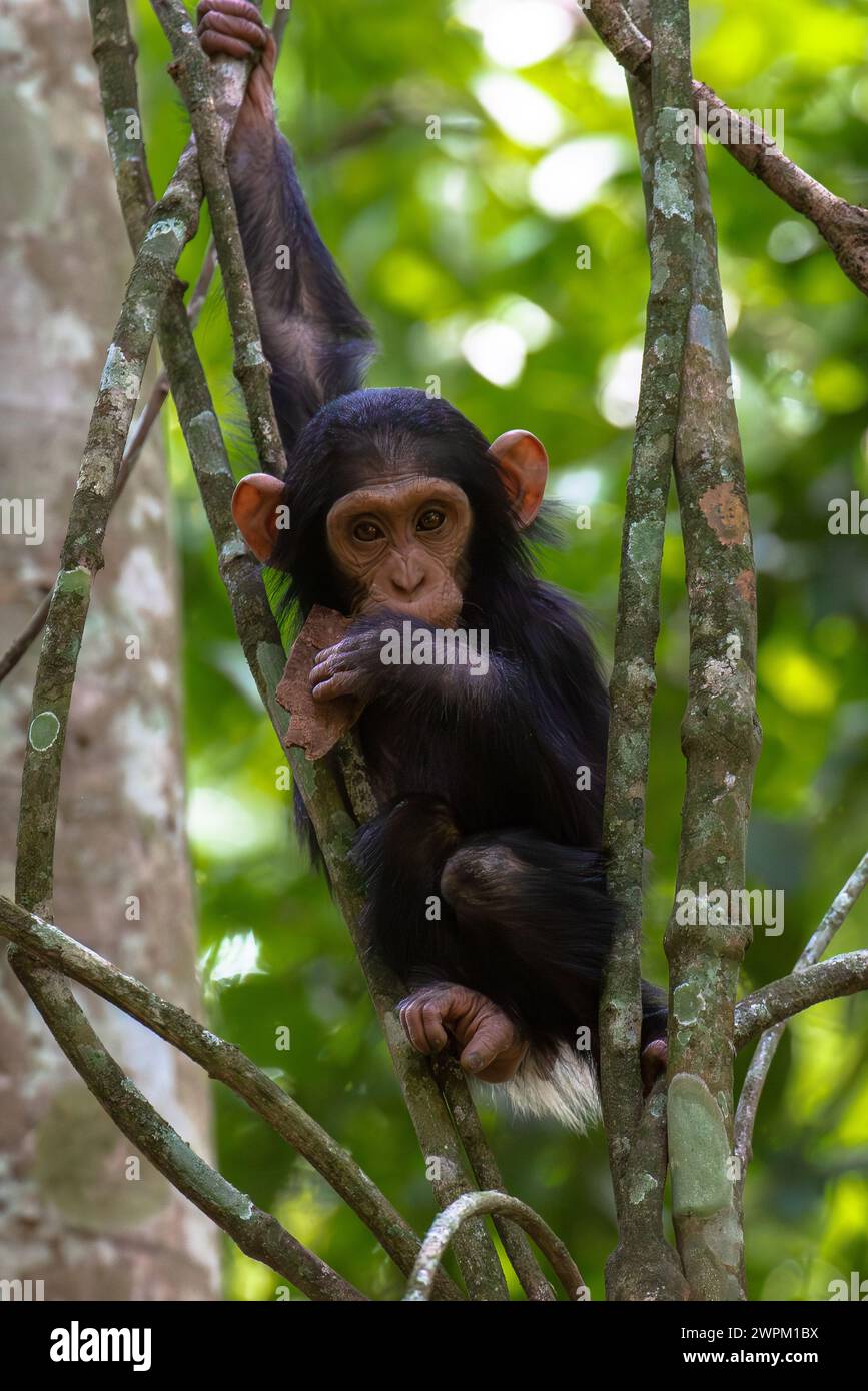 Chimpancé joven colgando en las ramas jugando, Bosque de Budongo, Uganda, África del Este, África Foto de stock