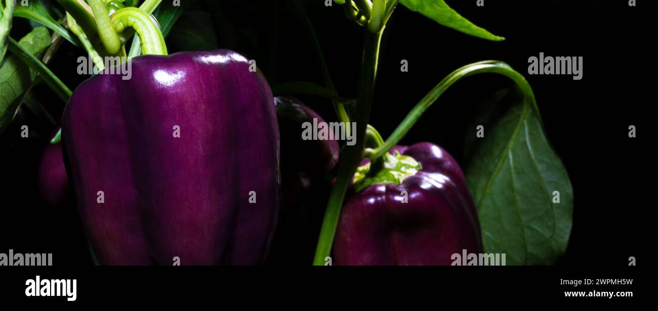 Púrpura pimientos de campana de jardín maduran por la noche en un jardín casero Foto de stock