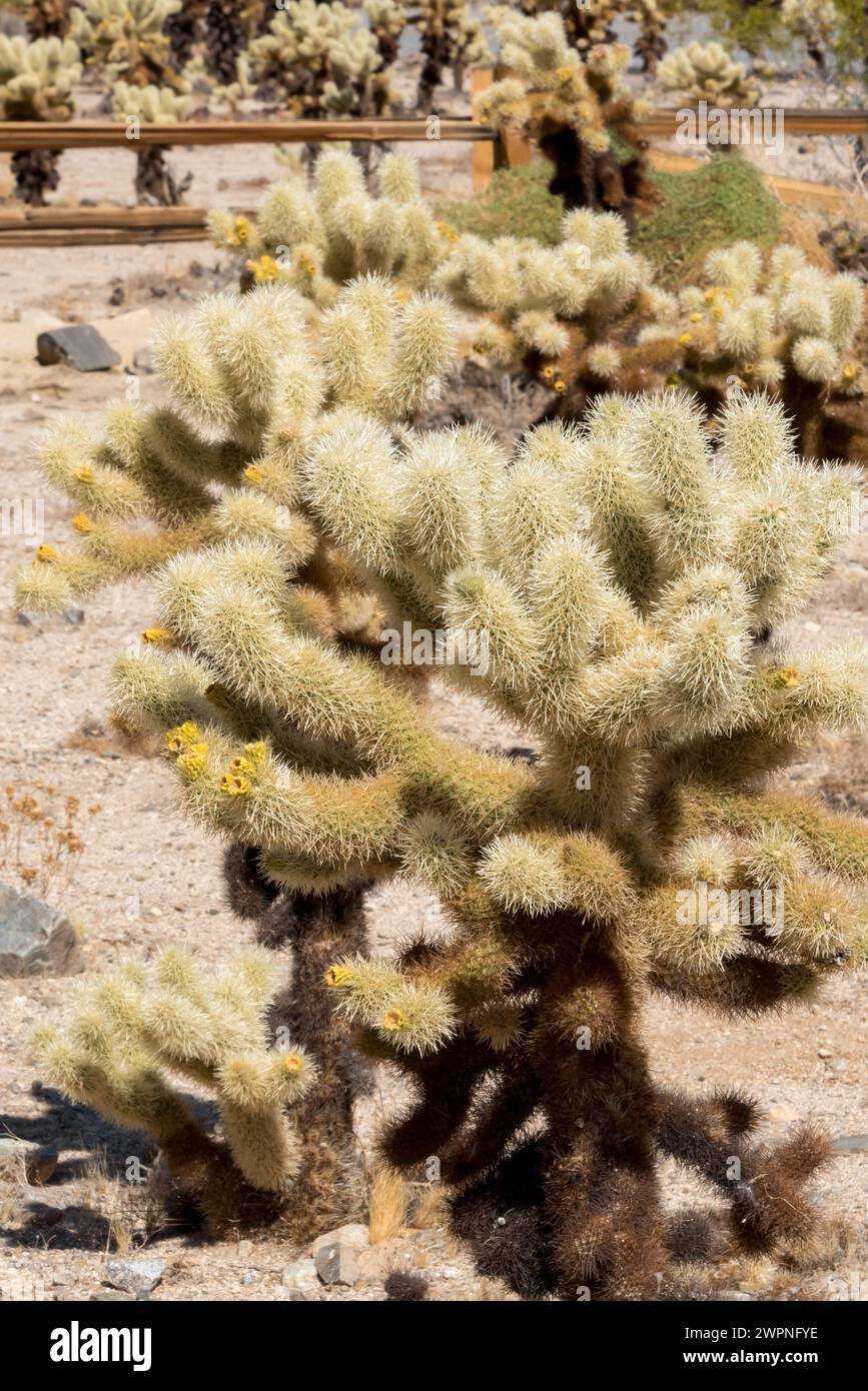 Un cactus osito de peluche o una colla con brotes florecientes que comienzan a florecer en primavera en el Parque Nacional Joshua Tree, sendero natural Cholla Cactus Garden. Foto de stock