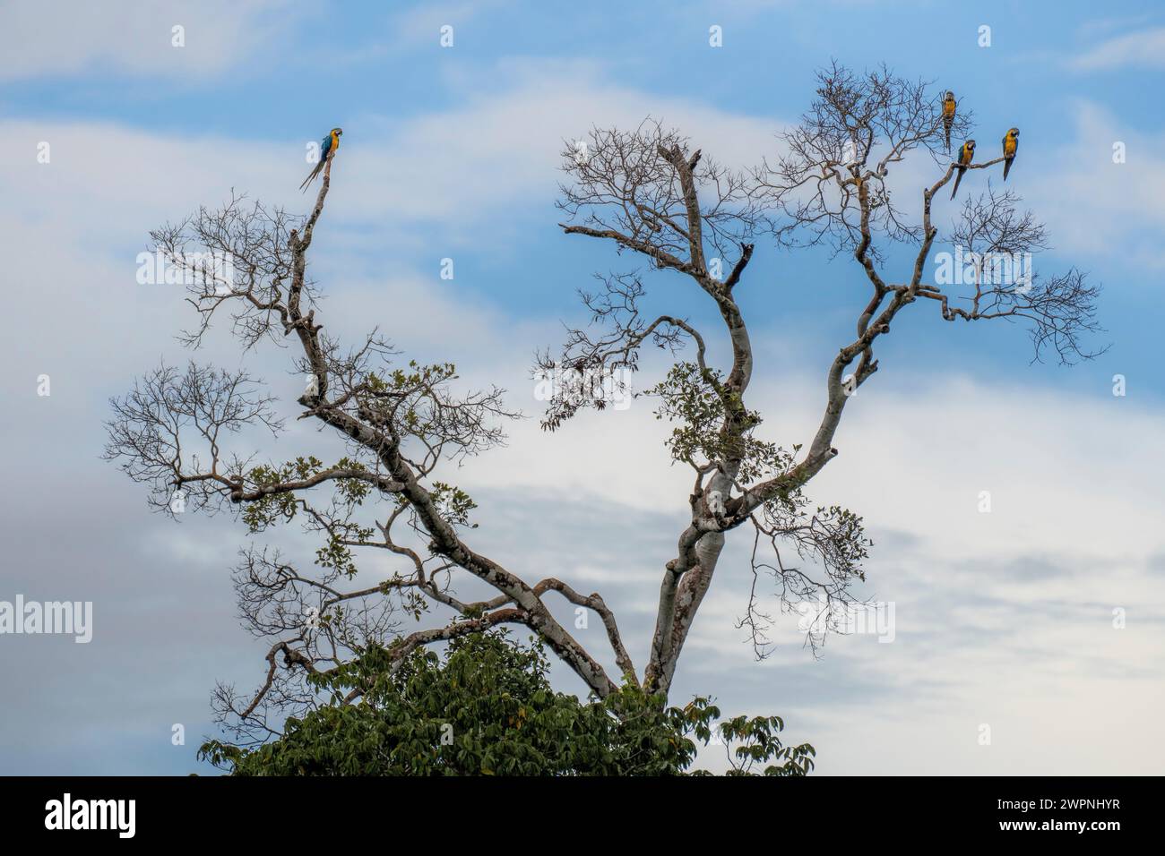 Selva brasileña, cruzando el Amazonas en un barco boutique (MS Janganda) - crucero por el río Foto de stock