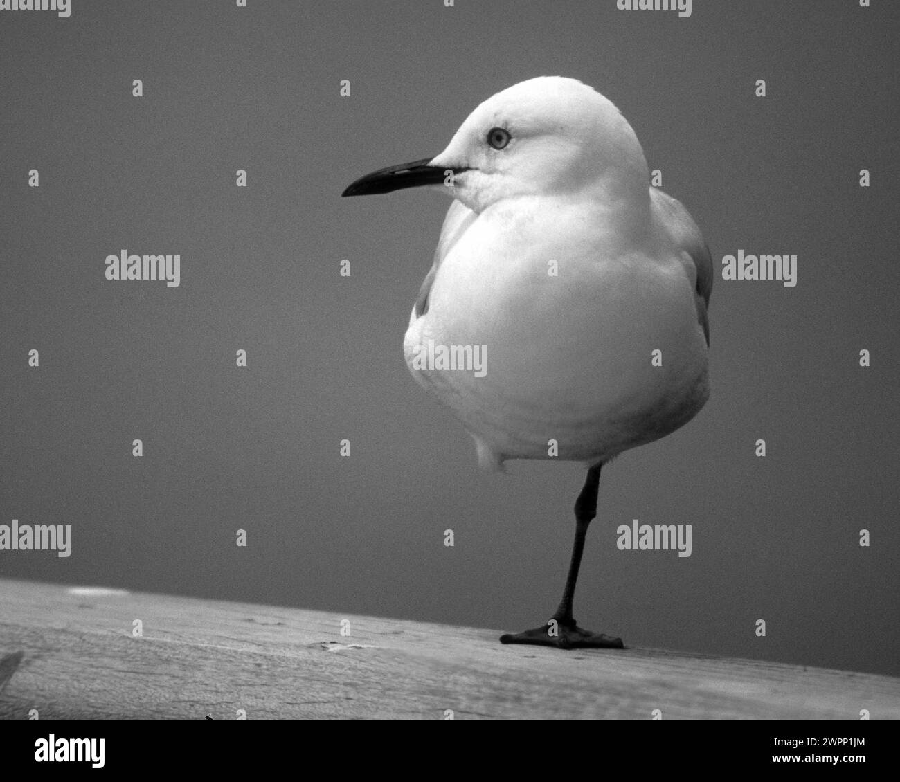 Una gaviota juvenil de pico rojo (Chroicocephalus novaehollandiae scopulinus) descansando sobre una barandilla con una pierna estirada, Queenstown, Isla Sur, Nueva Zelanda Foto de stock