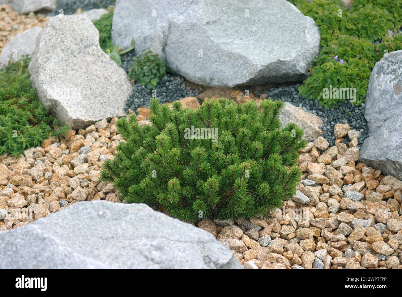 Pino enano (Pinus mugo pumilio), parque de rocas, Nochten, 81 Foto de stock