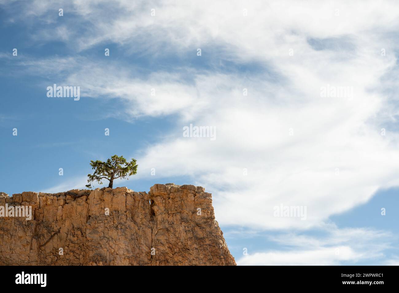 Árbol pequeño crece en la cima de Hoodoo seco en Bryce Canyon Foto de stock