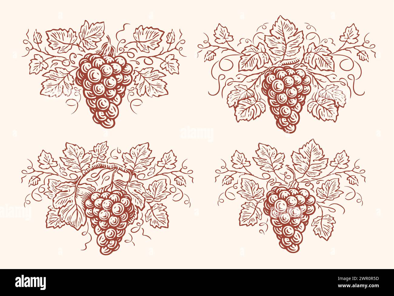 Uvas con hojas establecidas. Grapevine grabado vintage. Vino, ilustración vectorial concepto de bodega Ilustración del Vector