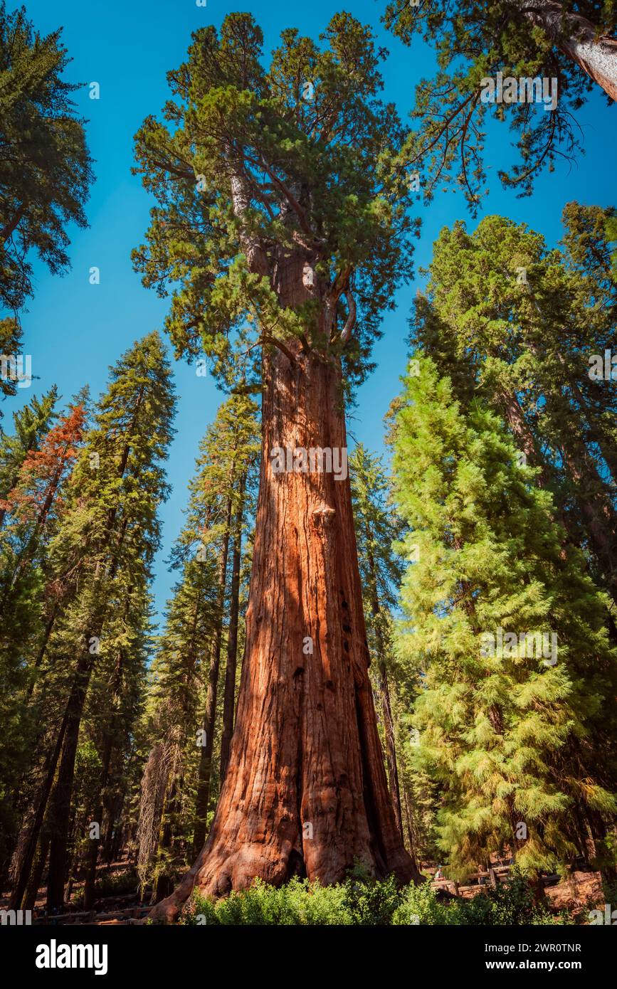 General Sherman, el árbol vivo más grande de la tierra Foto de stock