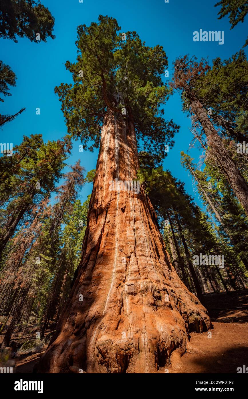 Árbol llamado jefe Sequoyah en el parque nacional sequoia Foto de stock