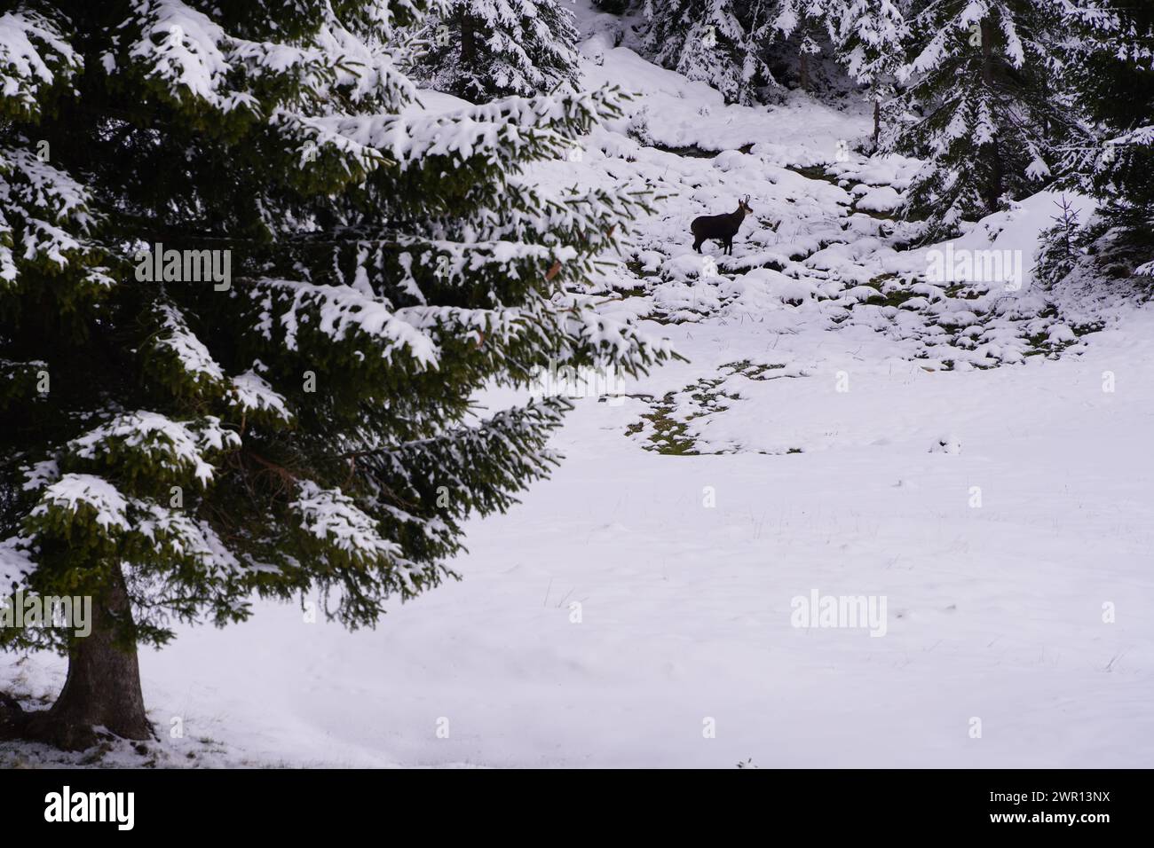 Un chamois de pie en el bosque de Tannheimer Tal Foto de stock