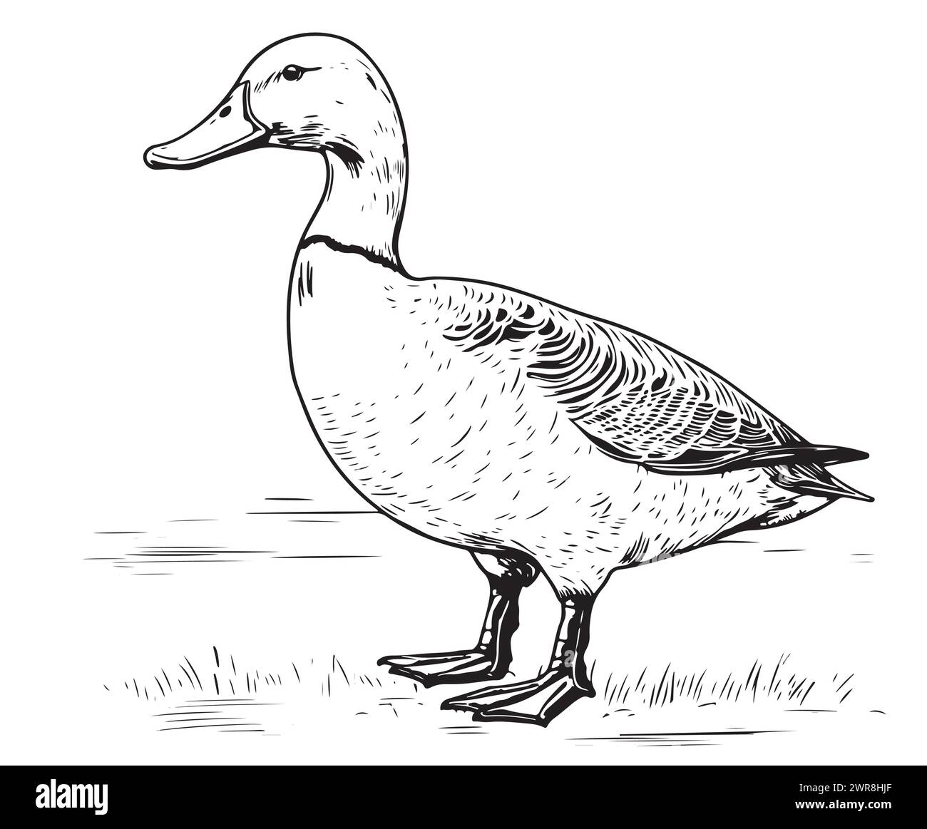 Animales pato dibujados a mano ilustración vectorial. Boceto aislado sobre fondo blanco con un lápiz y un banner de etiqueta Ilustración del Vector