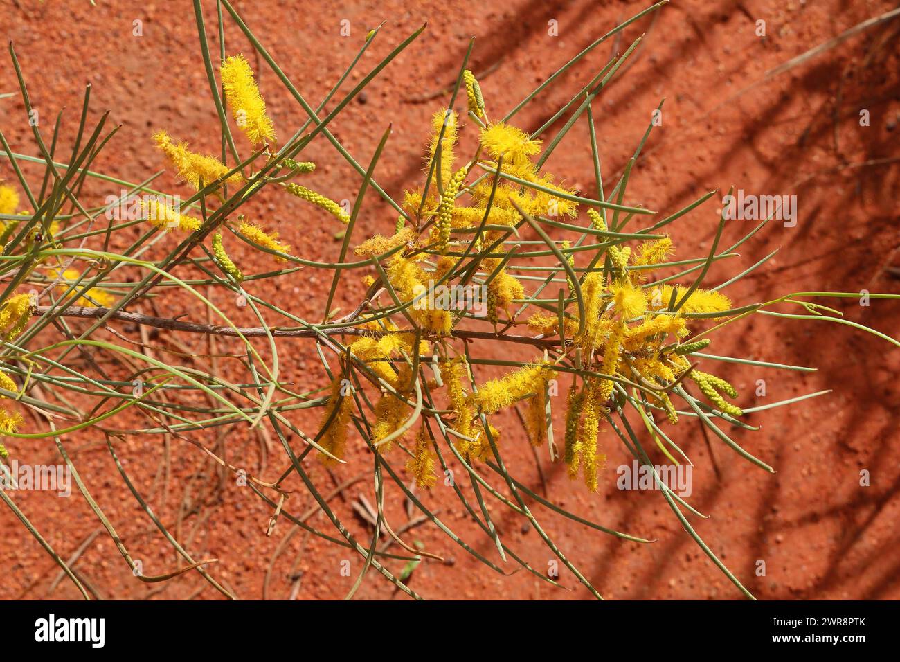 El arbusto endémico de acacia Mulga (Acacia aneura) contra la arena roja de la Australian Outback áridas Foto de stock