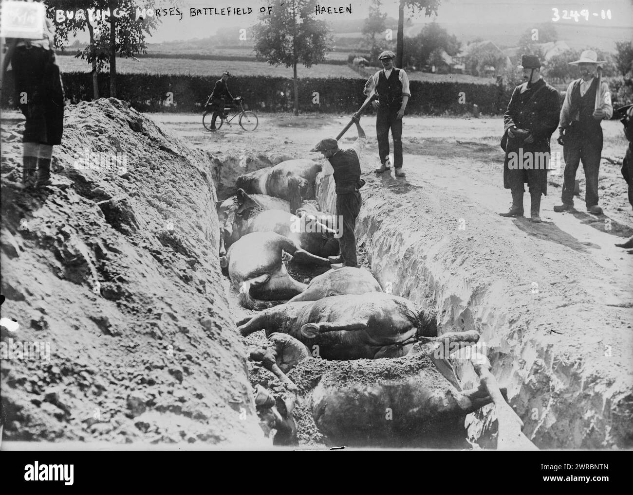 La fotografía muestra caballos muertos enterrados en una trinchera después de la Batalla de Haelen, que fue peleada por los ejércitos alemán y belga el 12 de agosto de 1914 cerca de Haelen, Bélgica durante la Primera Guerra Mundial, 1914, Guerra Mundial, 1914-1918, Cristal Negativos, 1 negativo: vidrio Foto de stock