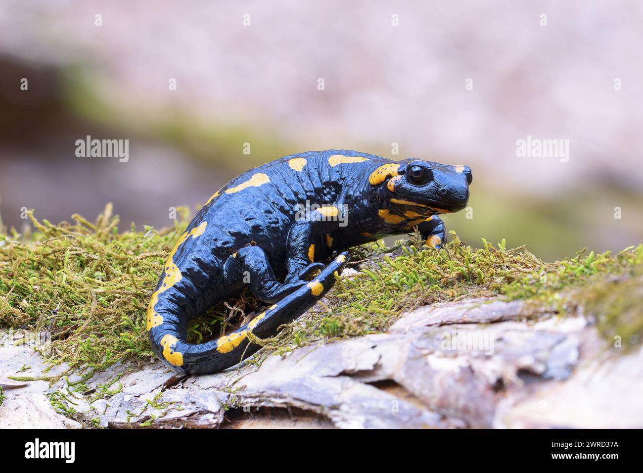 Hermosa salamandra de fuego en hábitat natural (Salamandra salamandra) Foto de stock