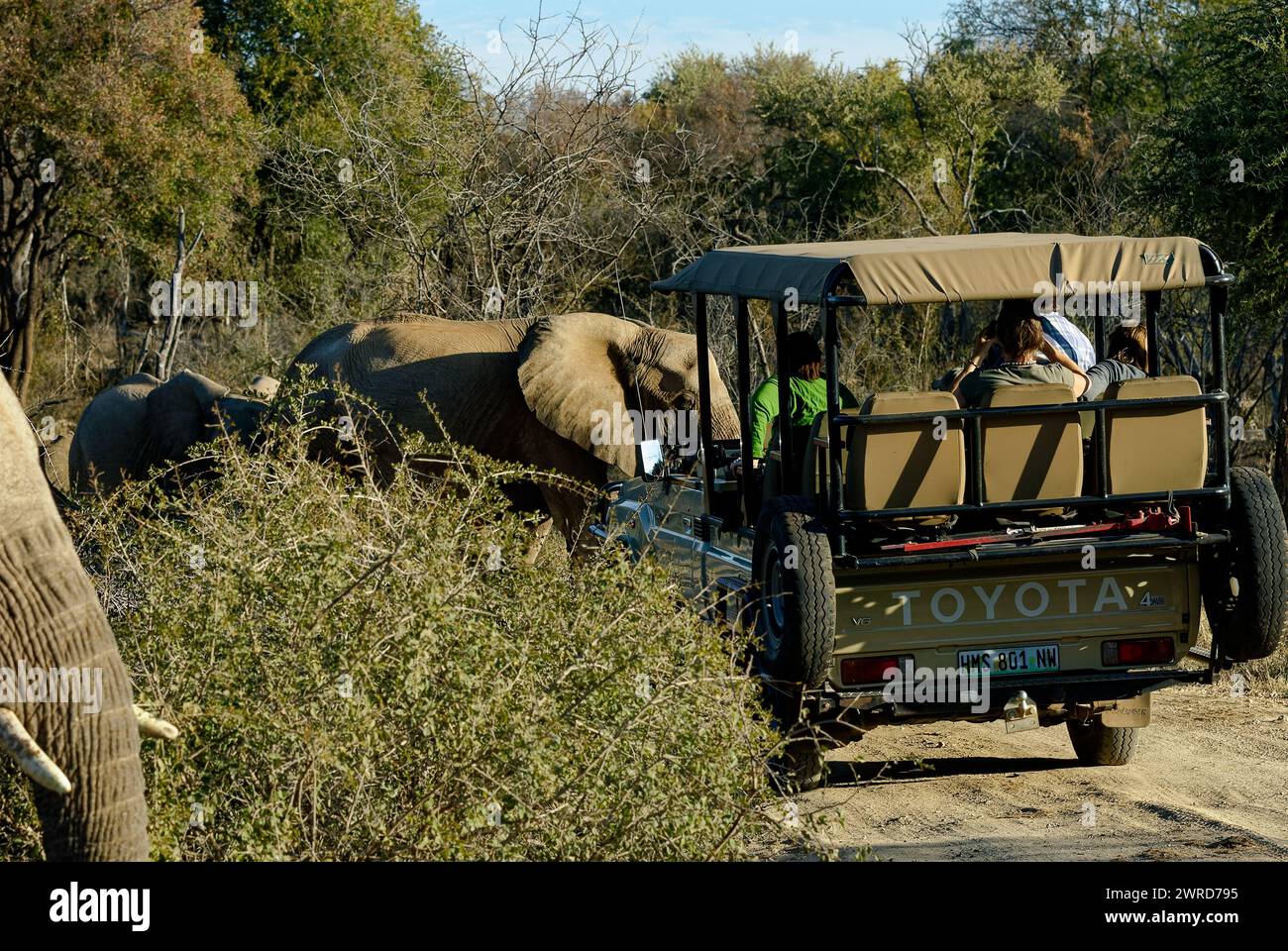Elefantes en juego - Vehículo de visualización de juegos rodeado de elefantes..Elefante está bloqueando la carretera. Foto de stock