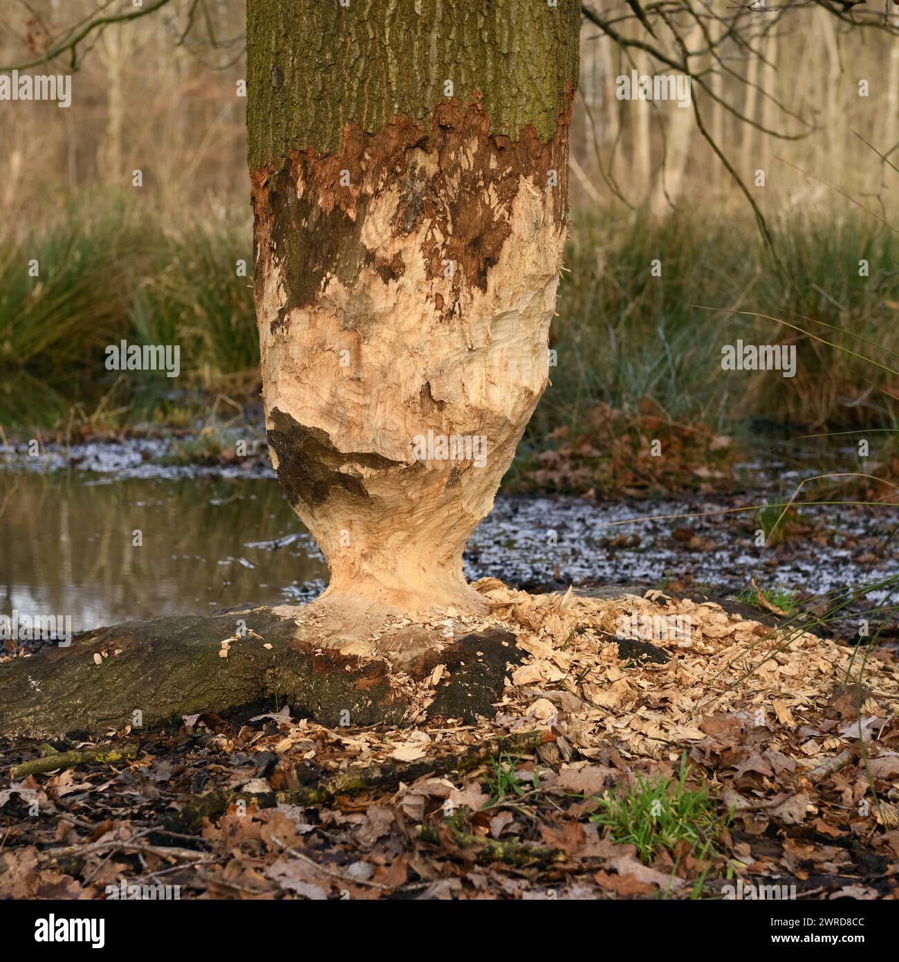 Ver Biber war da... Angeknabberte Eiche Fagus sylvatica am Rand eines Gewässers, unübersehbare Nagespuren eines Biebers an einem großen, stämmigen Baum, typische Sanduhr / Eieruhr - Form durch doppelkegelförmiges Benagen des Stammes *** El castor estaba allí... Roble picado Fagus sylvatica en el borde de un cuerpo de agua, la naturaleza en Europa. Nordrhein-Westfalen Deutschland, Westeuropa Foto de stock