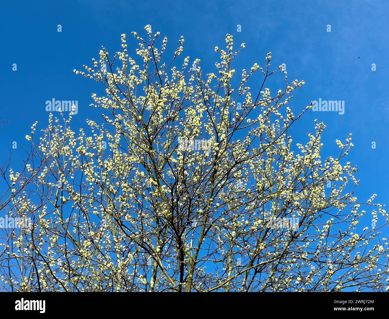 Árbol nativo Arbusto de la familia de sauces, sauces caprinos (Salix caprea) Sal Willow Palm Sprouts florece al comienzo de la primavera Willow catkins Foto de stock