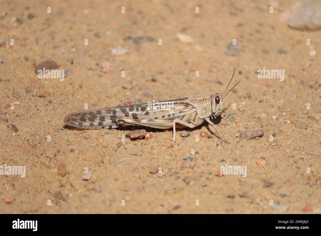 Langosta del desierto (Schistocerca gregaria) saltamontes cortos Foto de stock