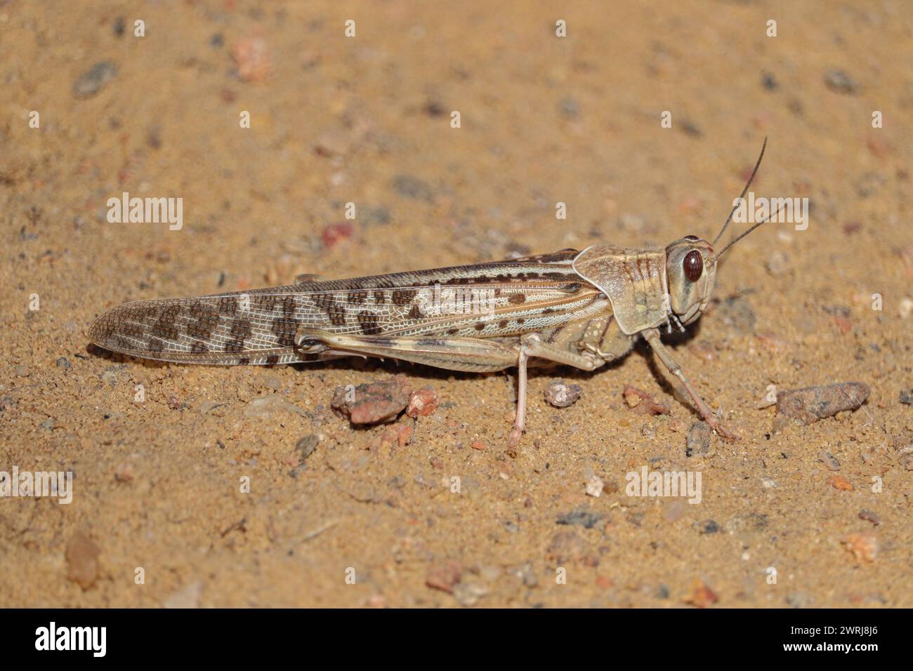 Langosta del desierto (Schistocerca gregaria) saltamontes cortos Foto de stock