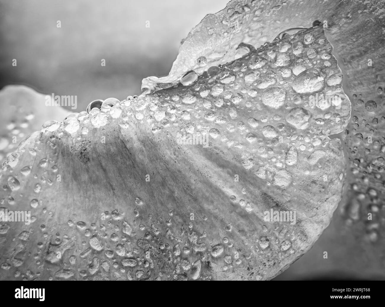 Blanco y negro. Invierno Pansy flor. Gotas de agua sobre pétalos durante la lluvia. Flor de primavera con pétalos húmedos. Textura botánica. Foto de stock