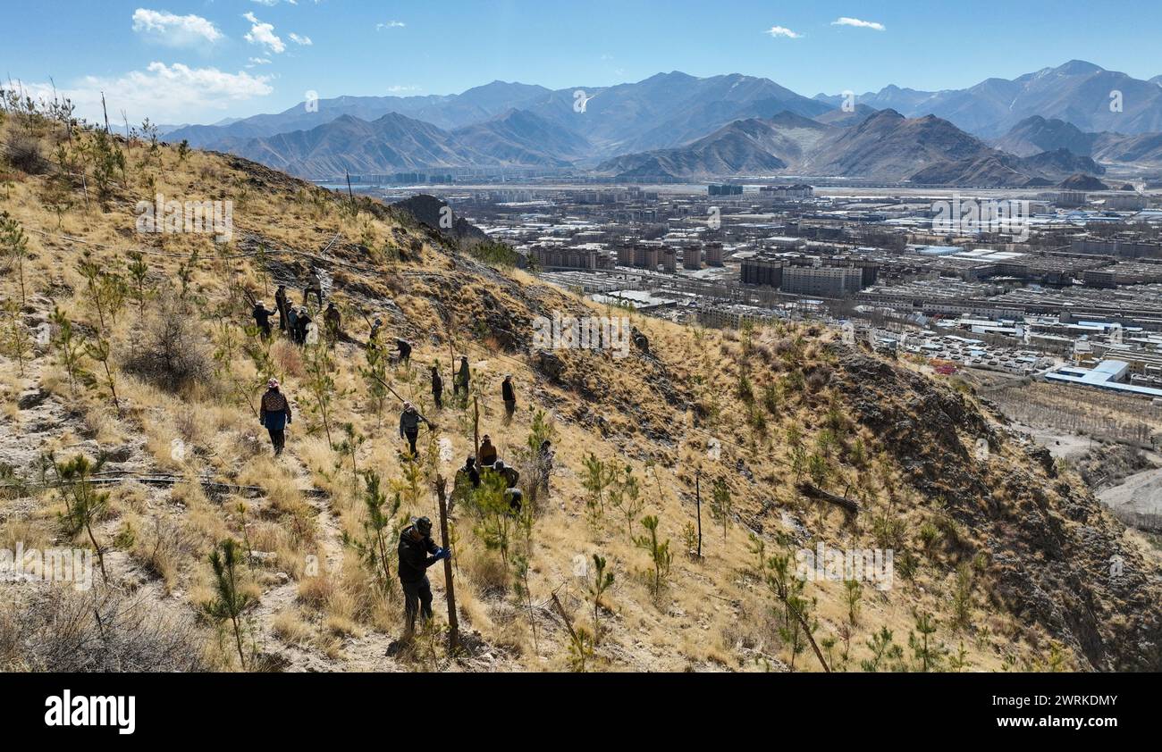(240313) -- LHASA, 13 de marzo de 2024 (Xinhua) -- Una foto de un avión no tripulado tomada el 12 de marzo de 2024 muestra a los aldeanos de la comunidad Donggar plantando árboles en Lhasa, región autónoma de Xizang, en el suroeste de China. En el distrito de Doilungdeqen de Lhasa, más de 90 aldeanos de la comunidad Donggar se reunieron en la montaña Xiga el martes para preparar árboles de siembra. Planearon plantar alrededor de 2.000 plantones en este día. La montaña Xiga, que una vez fue árida con rocas, ha transformado su apariencia desde una propuesta de Rigzin, un líder de grupo de la comunidad Donggar, en 2013 para utilizar parte de los ingresos colectivos Foto de stock