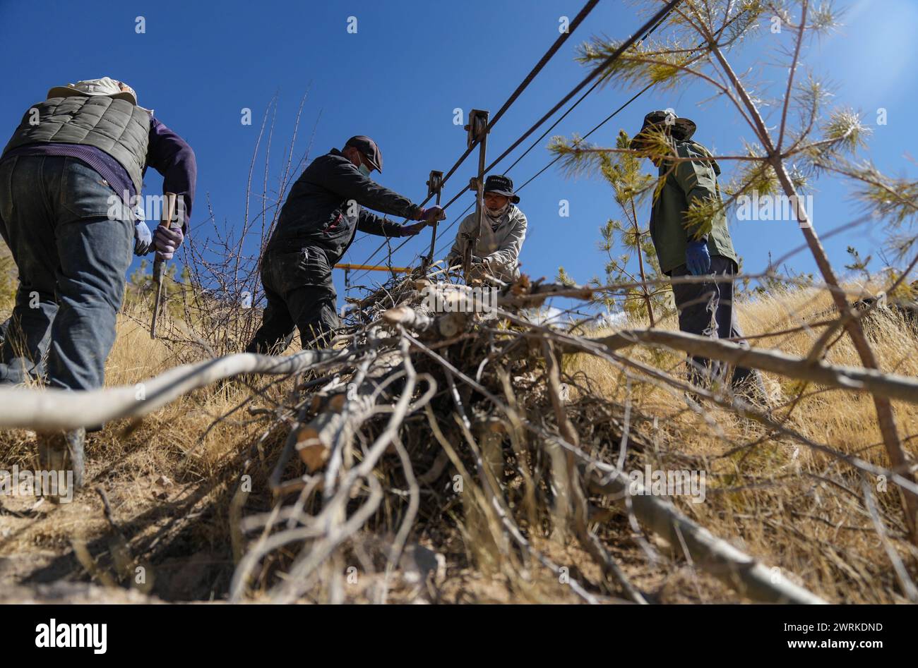 (240313) -- LHASA, 13 de marzo de 2024 (Xinhua) -- Aldeños de la comunidad Donggar transfieren árboles de siembra por cable en Lhasa, región autónoma de Xizang, al suroeste de China, 12 de marzo de 2024. En el distrito de Doilungdeqen de Lhasa, más de 90 aldeanos de la comunidad Donggar se reunieron en la montaña Xiga el martes para preparar árboles de siembra. Planearon plantar alrededor de 2.000 plantones en este día. La montaña Xiga, que una vez fue árida con rocas, ha transformado su apariencia desde una propuesta de Rigzin, un líder de grupo de la comunidad Donggar, en 2013 para utilizar parte de los ingresos colectivos para la plantación de árboles. Desde Foto de stock