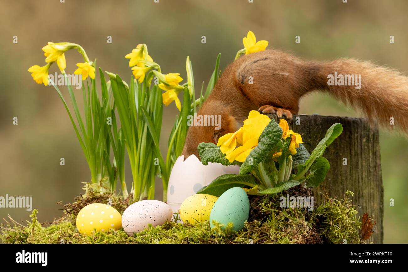 Escena de Pascua de ardilla roja entre narcisos y huevos de Pascua Foto de stock