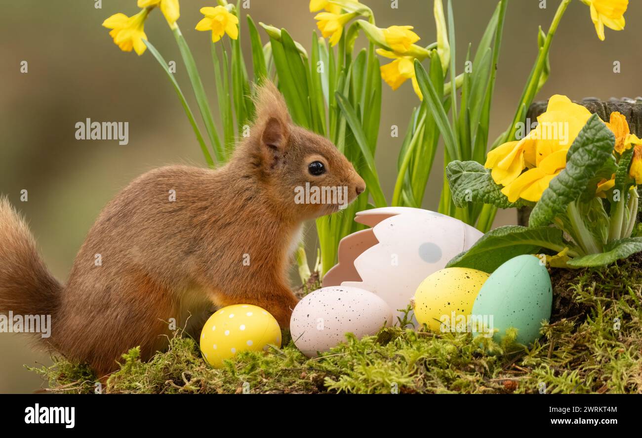 Escena de Pascua de ardilla roja entre narcisos y huevos de Pascua Foto de stock
