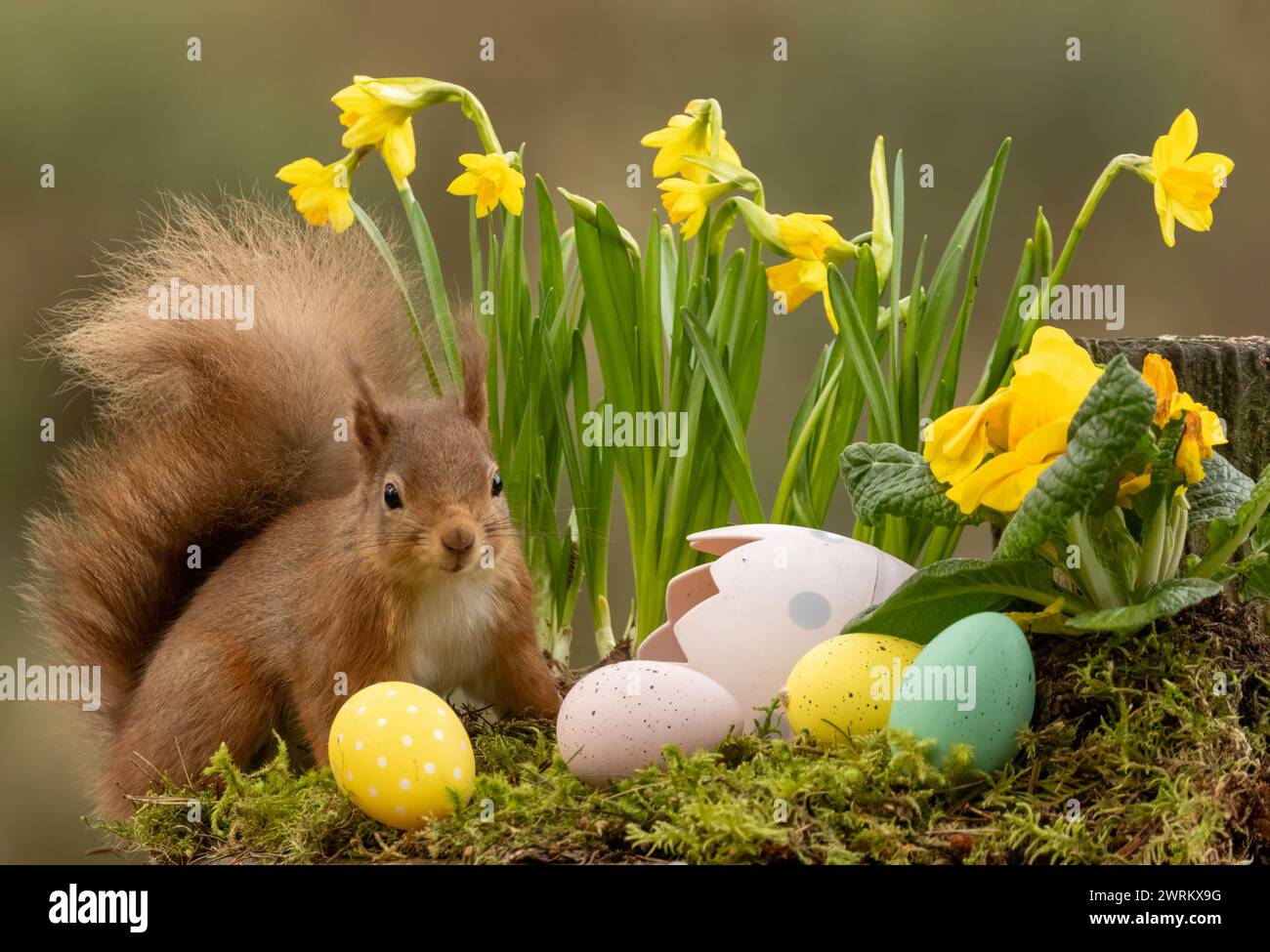 Escena de Pascua de ardilla roja entre narcisos y huevos de Pascua Foto de stock