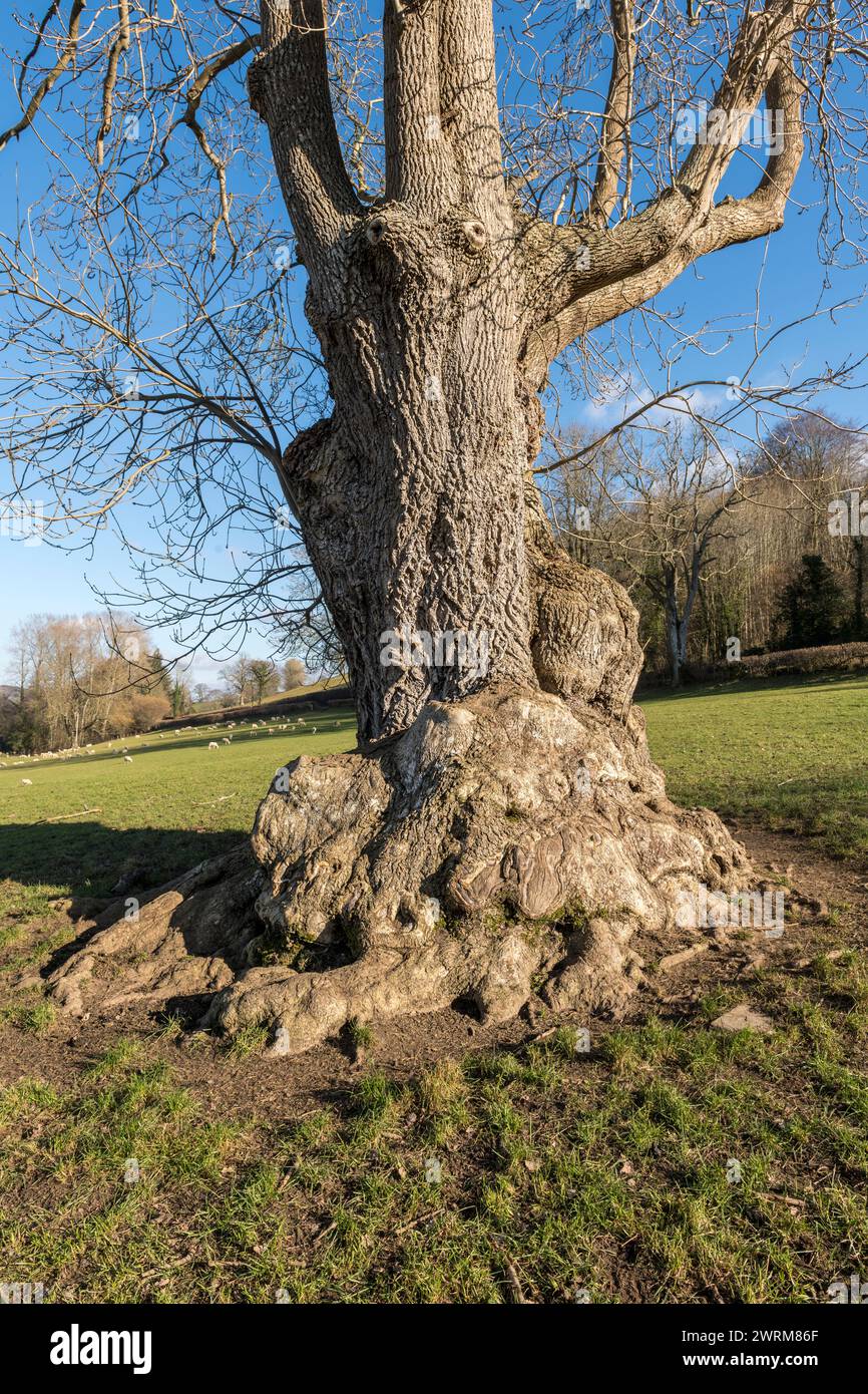 Un viejo fresno de pollard (Fraxinus excelsior) cerca de Presteigne, Powys, Reino Unido. Oficialmente un árbol 'antiguo', alrededor de 350 años de edad Foto de stock