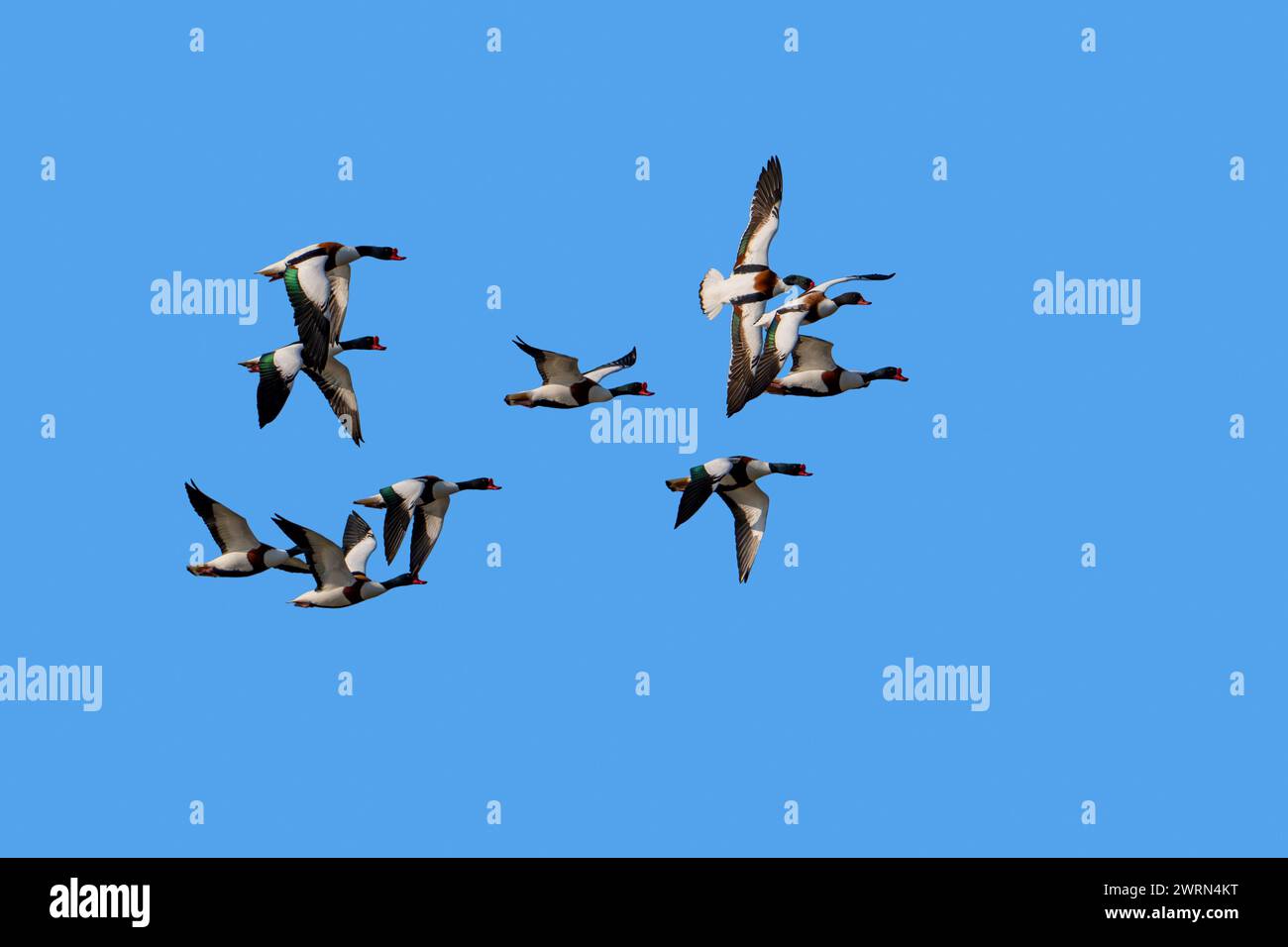 Bandada de patos de abrigo común migrante (Tadorna tadorna) en vuelo contra el cielo azul Foto de stock