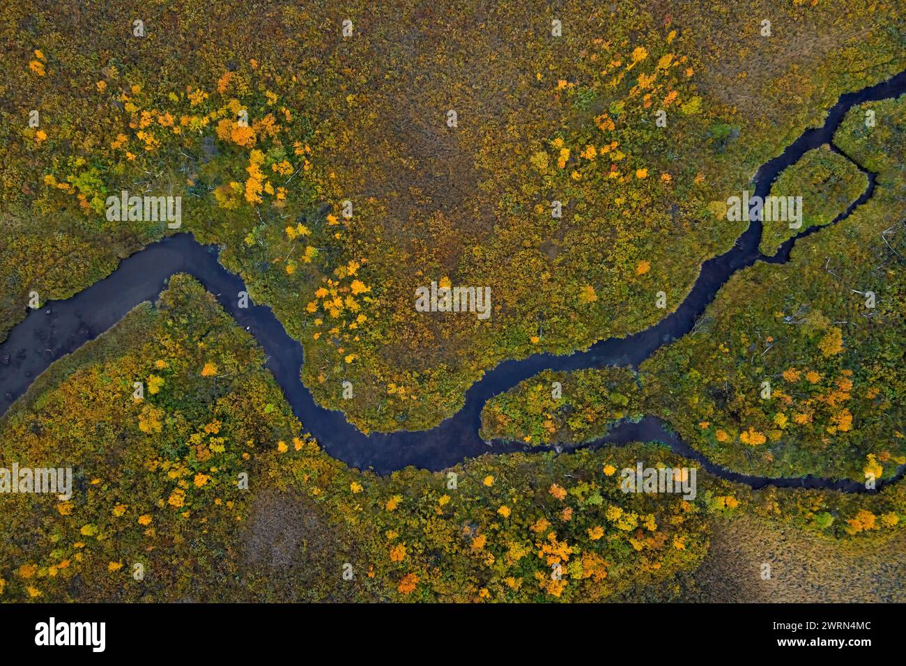 Vista aérea sobre arroyo serpenteante en páramo en otoño / otoño en Hedmark, Innlandet, Noruega oriental Foto de stock