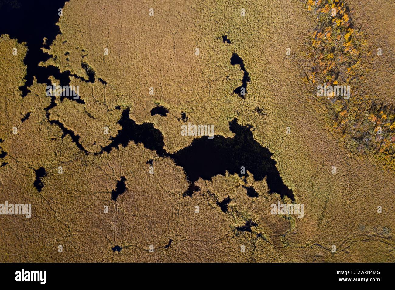 Vista aérea sobre el estanque en pantano en otoño / otoño en Hedmark, Innlandet, Noruega oriental Foto de stock
