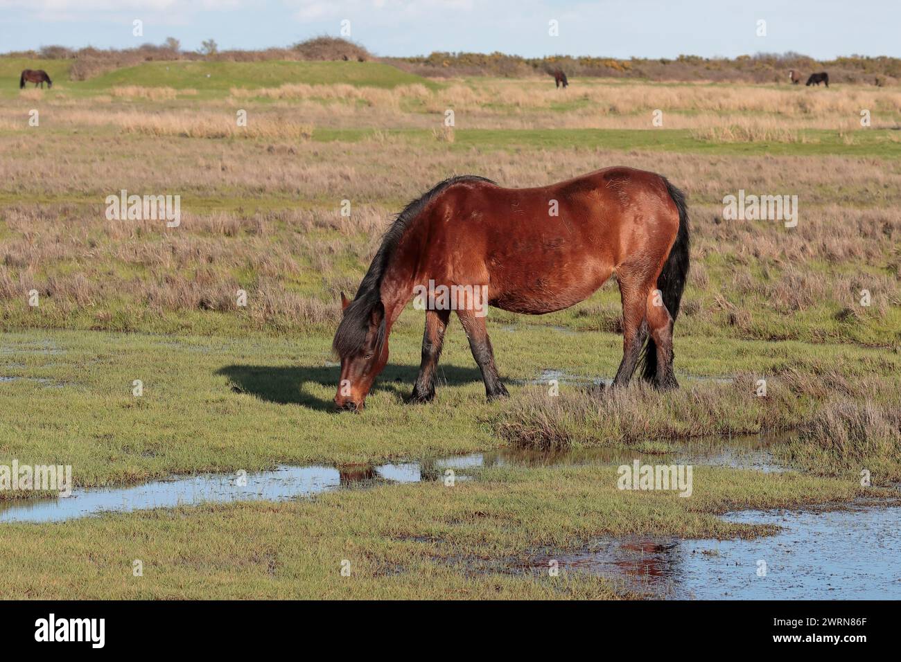 Un pony marrón del Nuevo Bosque comiendo hierba en un campo abierto con el mar y otros cuatro ponis en el fondo, mirando a la izquierda. Foto de stock
