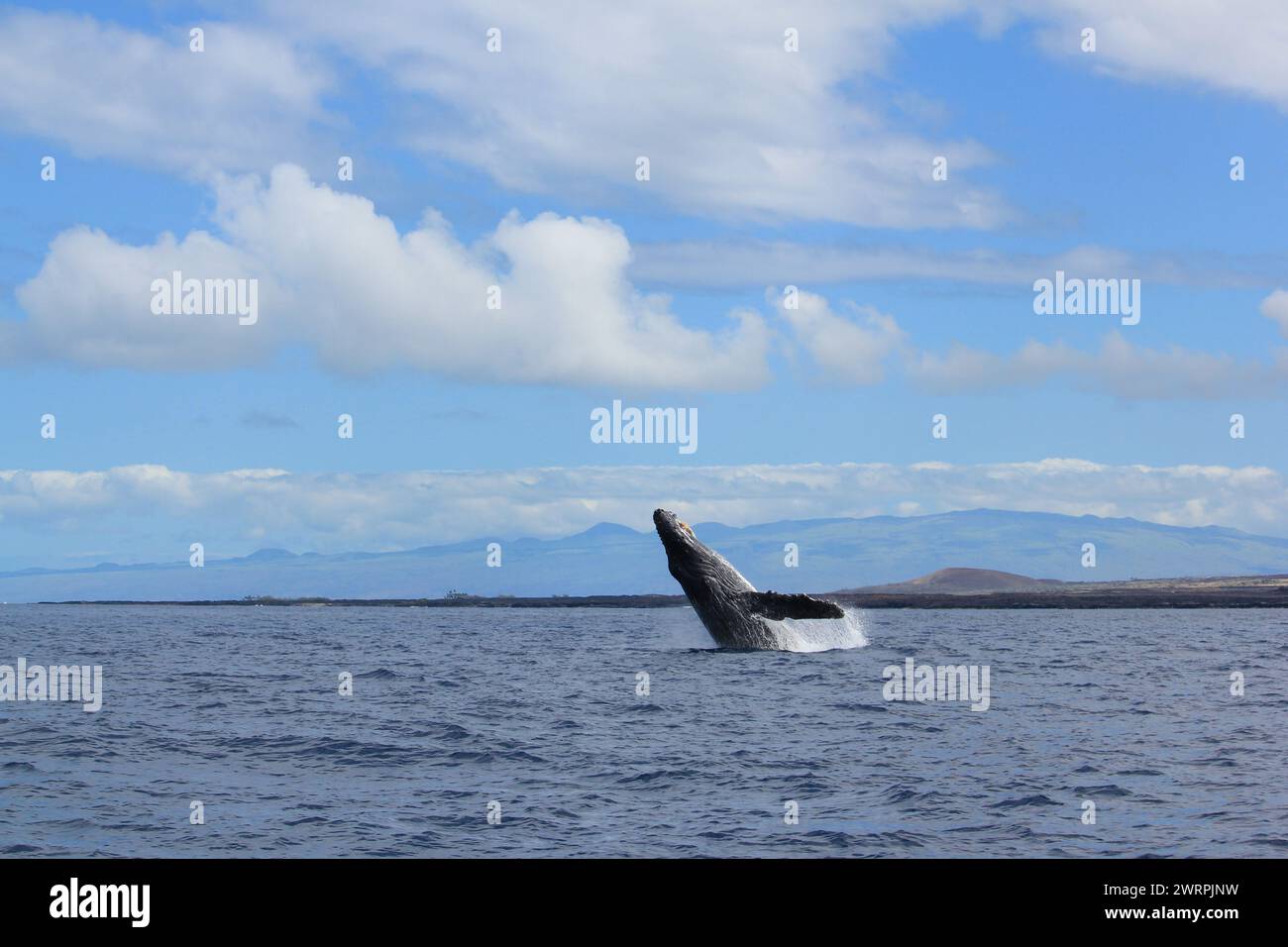 Impresionantes ballenas jorobadas en Hawaii Bigisland Foto de stock