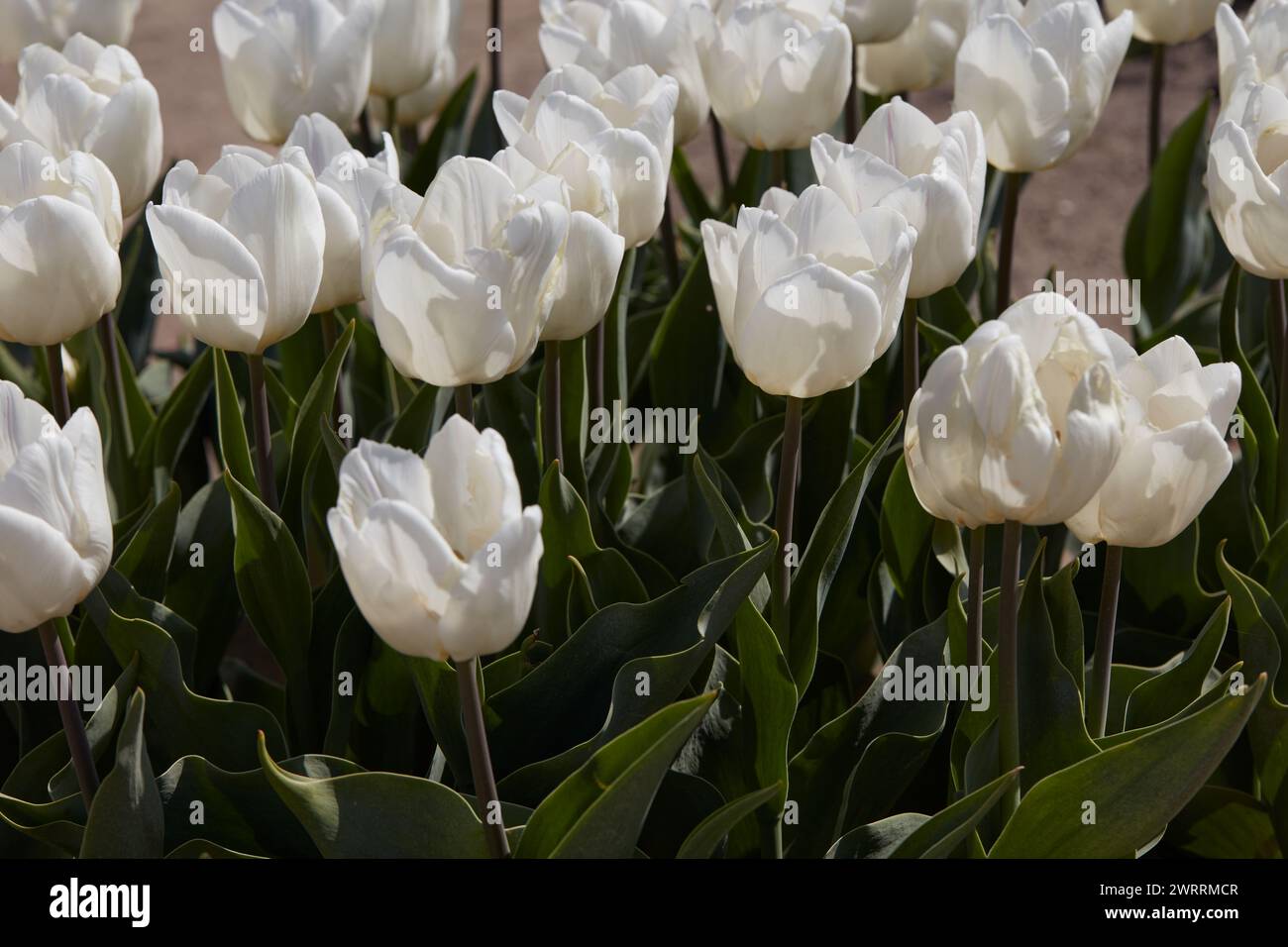 Tulip White Price flores en la luz del sol de primavera Foto de stock