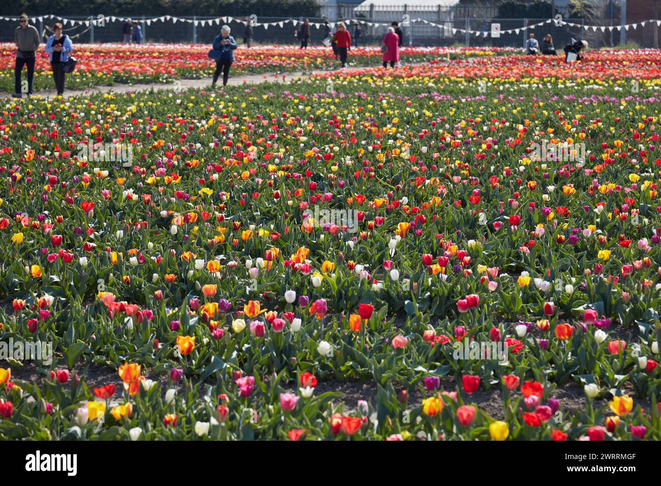 TURÍN, ITALIA - 29 DE MARZO de 2023: Exposición de tulipani Italiani, coloridas flores de tulipán y campo en la luz del sol de primavera Foto de stock