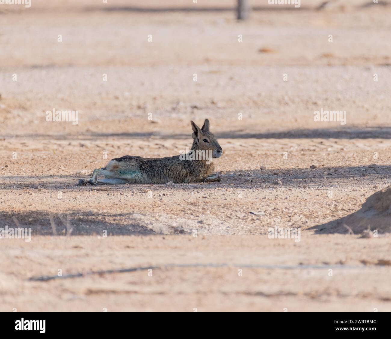 Una mara patagónica solitaria (dolichotis patagonum) descansando a la sombra de un árbol en la Reserva de Conservación del Desierto Al Marmoom en Dubai, Emira Árabe Unida Foto de stock