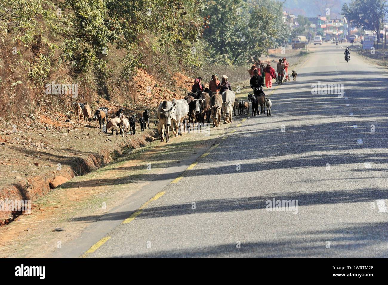 Un grupo de personas conduciendo una manada de ganado a lo largo de una carretera rural, Bhairahawa, Nepal Foto de stock