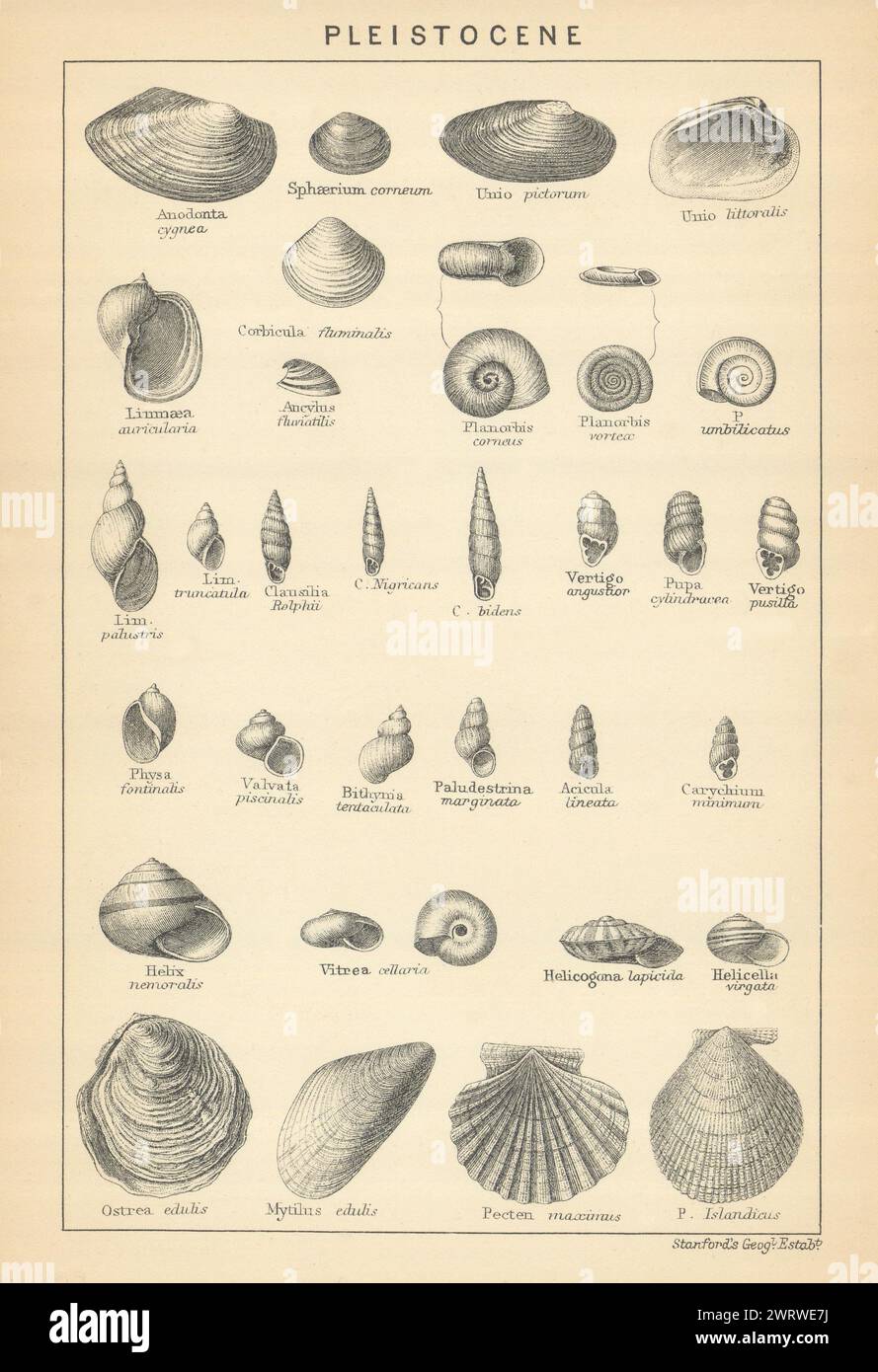 FÓSILES BRITÁNICOS. Pleistoceno - Depósitos marinos. STANFORD 1904 vieja impresión Foto de stock