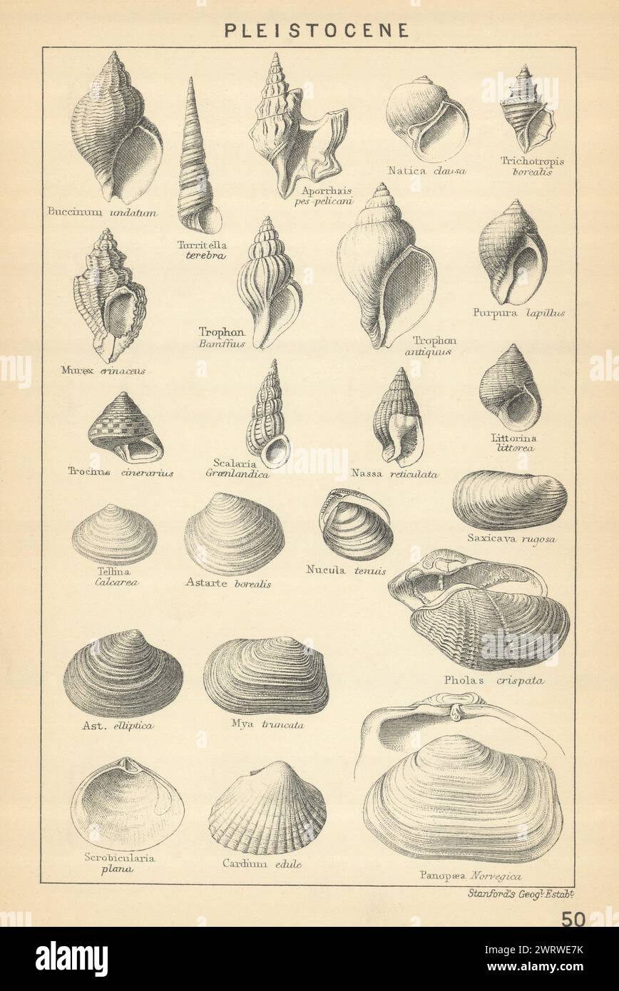FÓSILES BRITÁNICOS. Pleistocene - Depósitos terrestres, de agua dulce y marinos. STANFORD 1904 Foto de stock