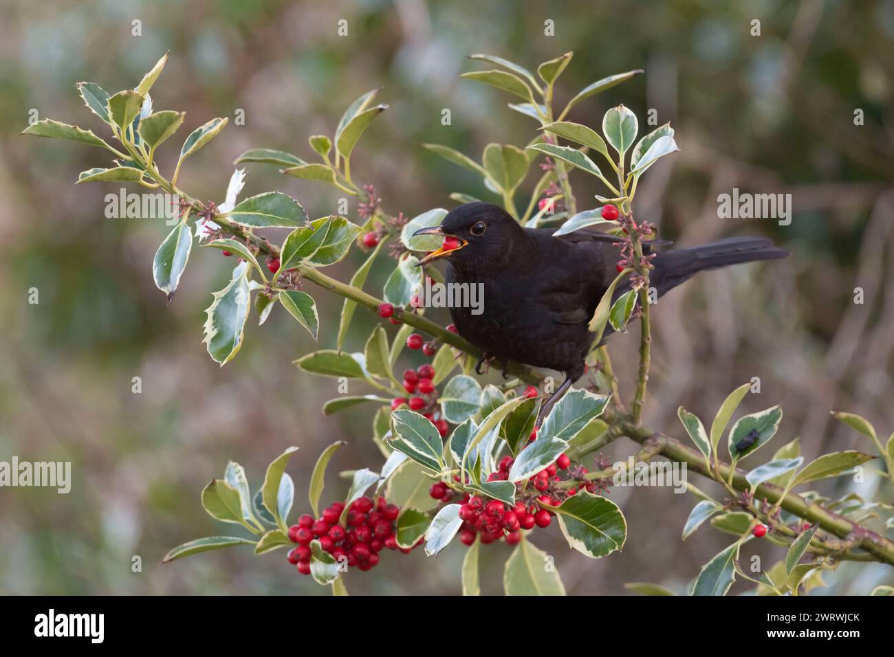 Un Blackbird macho (Turdus Merula) alimentándose de bayas de Holly (Ilex Aquifolium) en invierno Foto de stock
