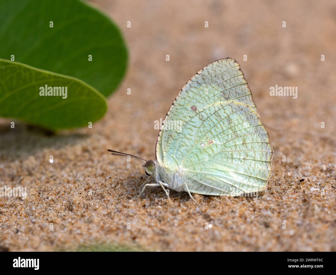 Mariposa Emigrante de Limón (Catopsilia pomona), en suelo arenoso, Khao Lak, Tailandia Foto de stock