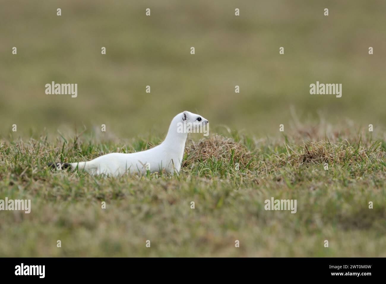 a la caza... Ermine / Stoat ( Mustela erminea ) en abrigo blanco de invierno en un pasto, prado, animal nativo, vida silvestre, Europa. Foto de stock