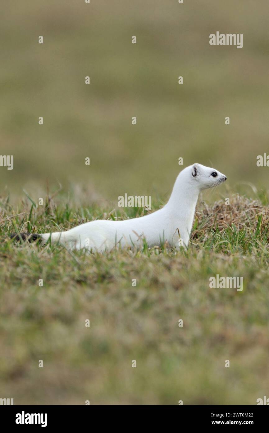 a la caza... Ermine / Stoat ( Mustela erminea ) en abrigo blanco de invierno en un pasto, prado, animal nativo, vida silvestre, Europa. Foto de stock