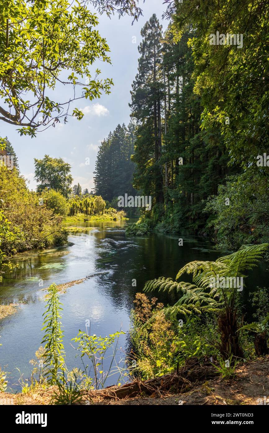 Tranquilo River View flanqueado por Redwoods en Nueva Zelanda Foto de stock