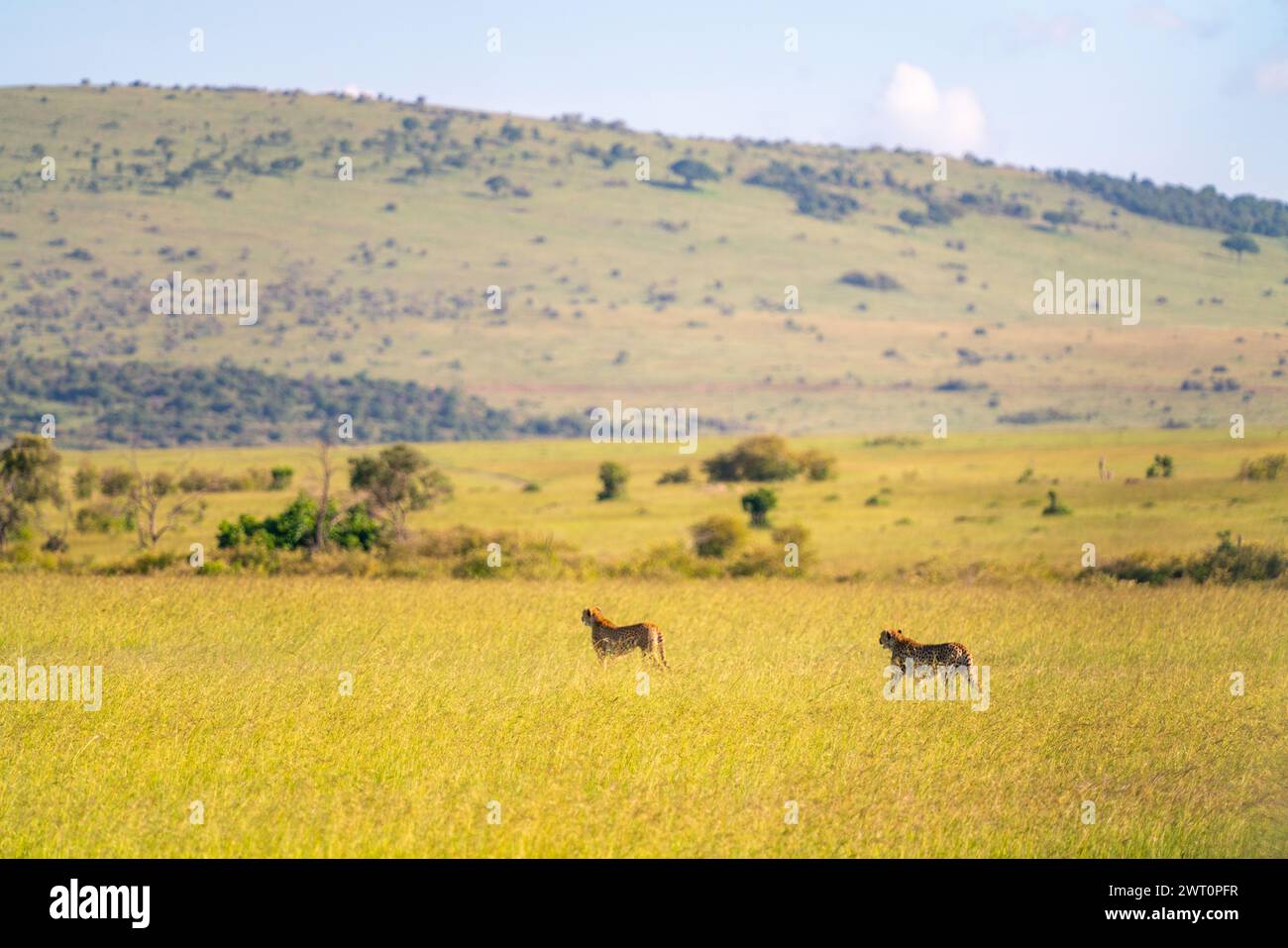 Dos guepardos caminan por la sabana en el Maasai Mara en Kenia. Foto de stock