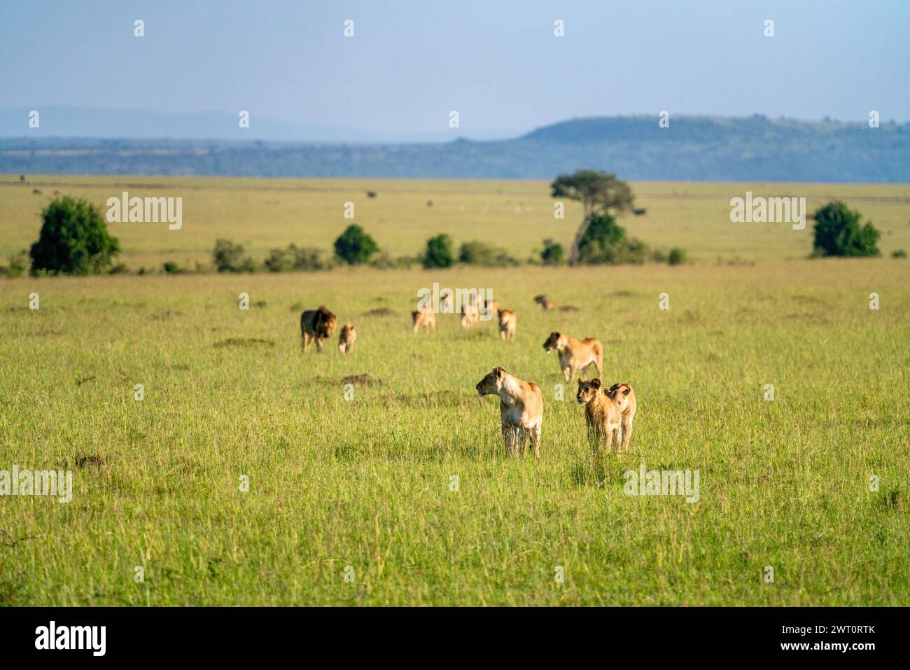 Orgullo de leones en la sabana en el Maasai Mara en Kenia. Foto de stock