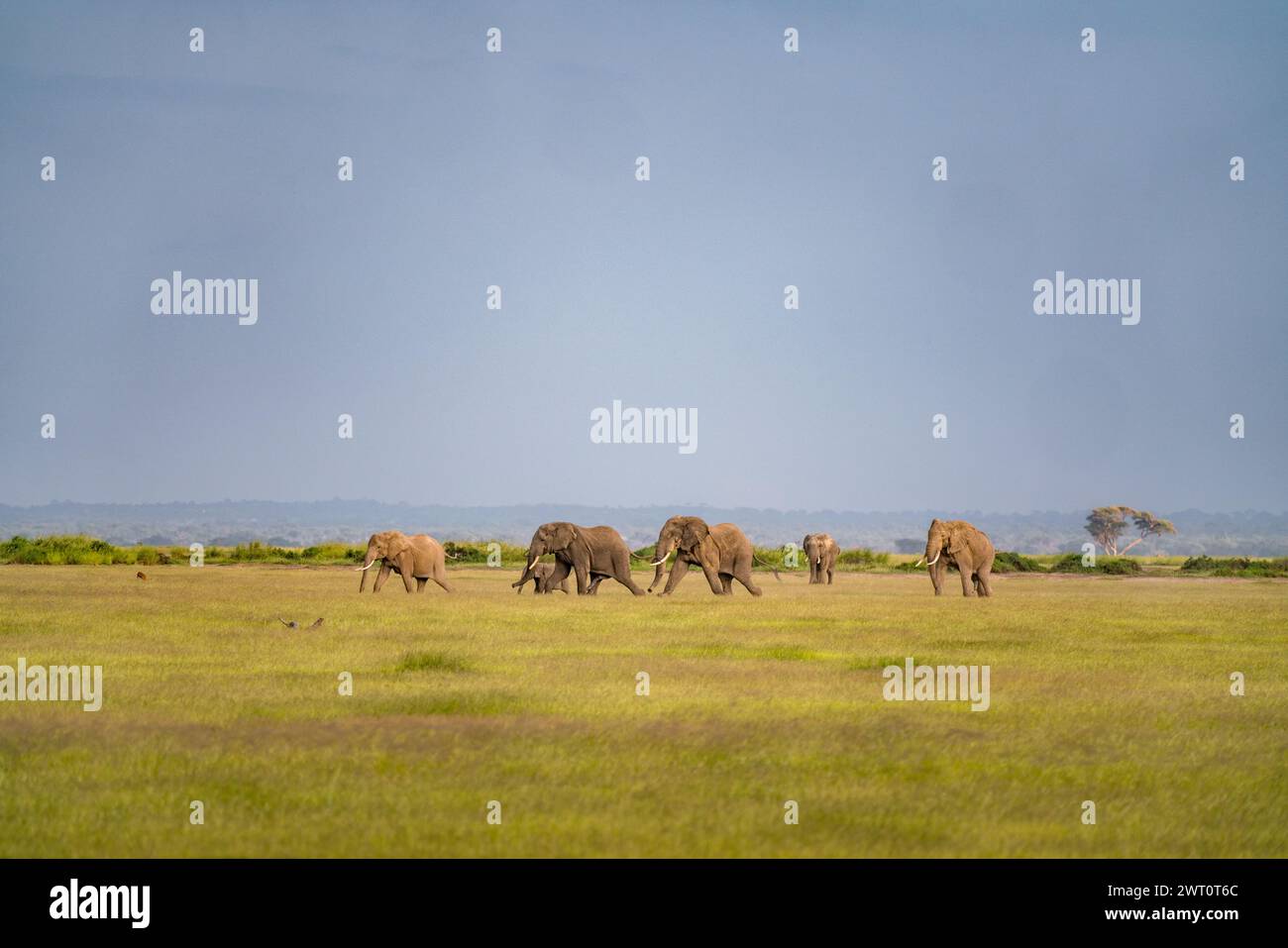 Familia de elefantes en la sabana en el Parque Nacional Amboseli en Kenia Foto de stock