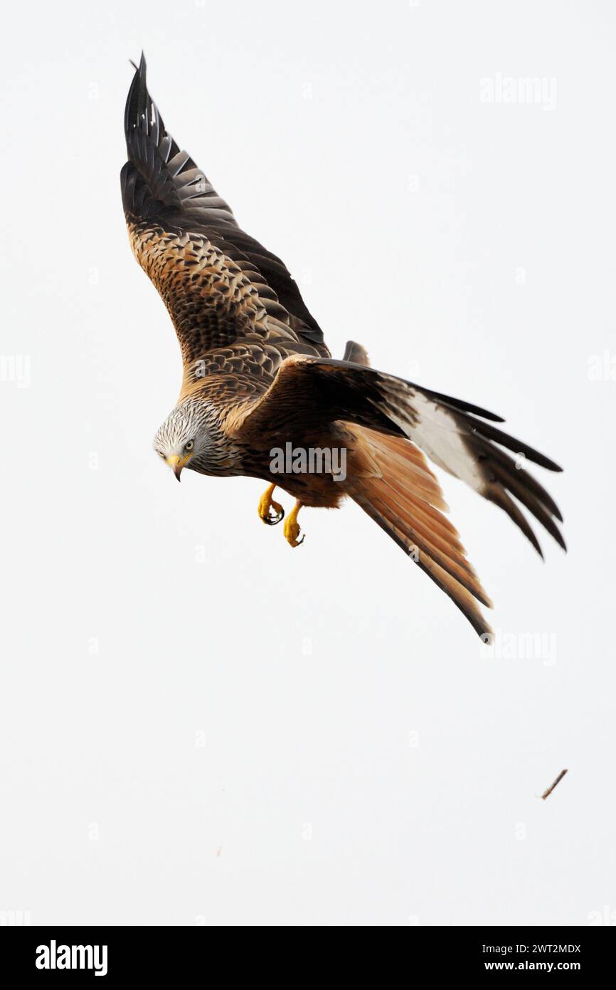 hermoso pájaro de presa... Red Kite ( Milvus milvus ) en vuelo, vuelo, observación, tiro muy detallado y claro, vida silvestre, Europa Foto de stock
